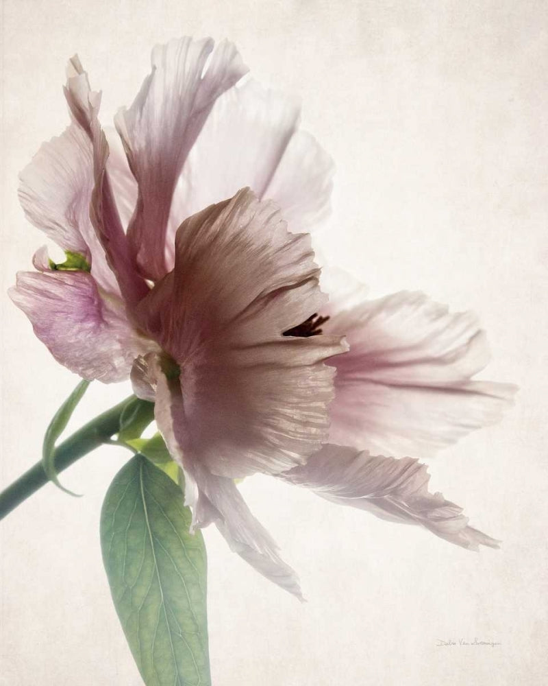 Translucent Peony II Poster Print by Debra Van Swearingen-VARPDX32207HR Image 1