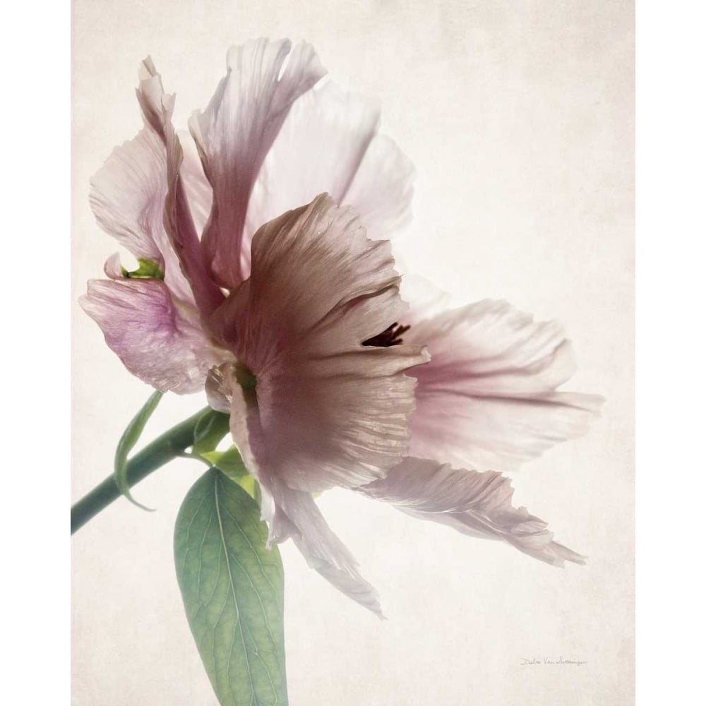 Translucent Peony II Poster Print by Debra Van Swearingen-VARPDX32207HR Image 2