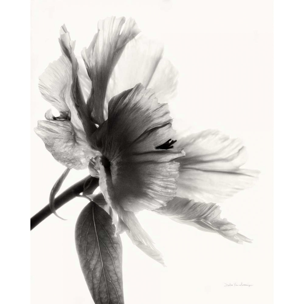 Translucent Peony IIBW Poster Print by Debra Van Swearingen-VARPDX32215HR Image 2