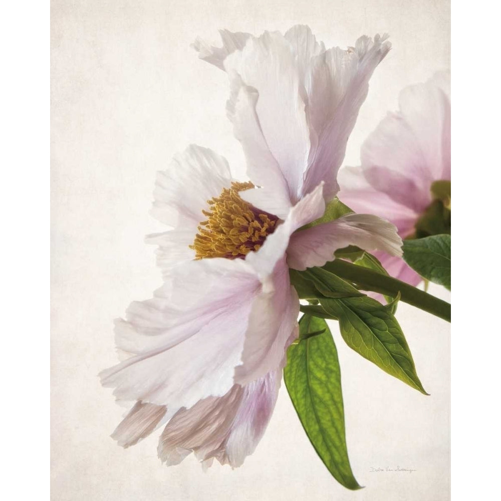 Translucent Peony IV Poster Print by Debra Van Swearingen-VARPDX32209HR Image 2