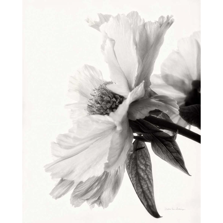 Translucent Peony IVBW Poster Print by Debra Van Swearingen-VARPDX32217HR Image 1