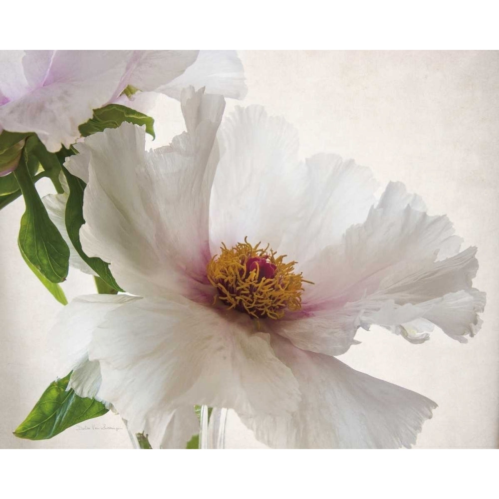 Translucent Peony VI Poster Print by Debra Van Swearingen-VARPDX32211HR Image 1