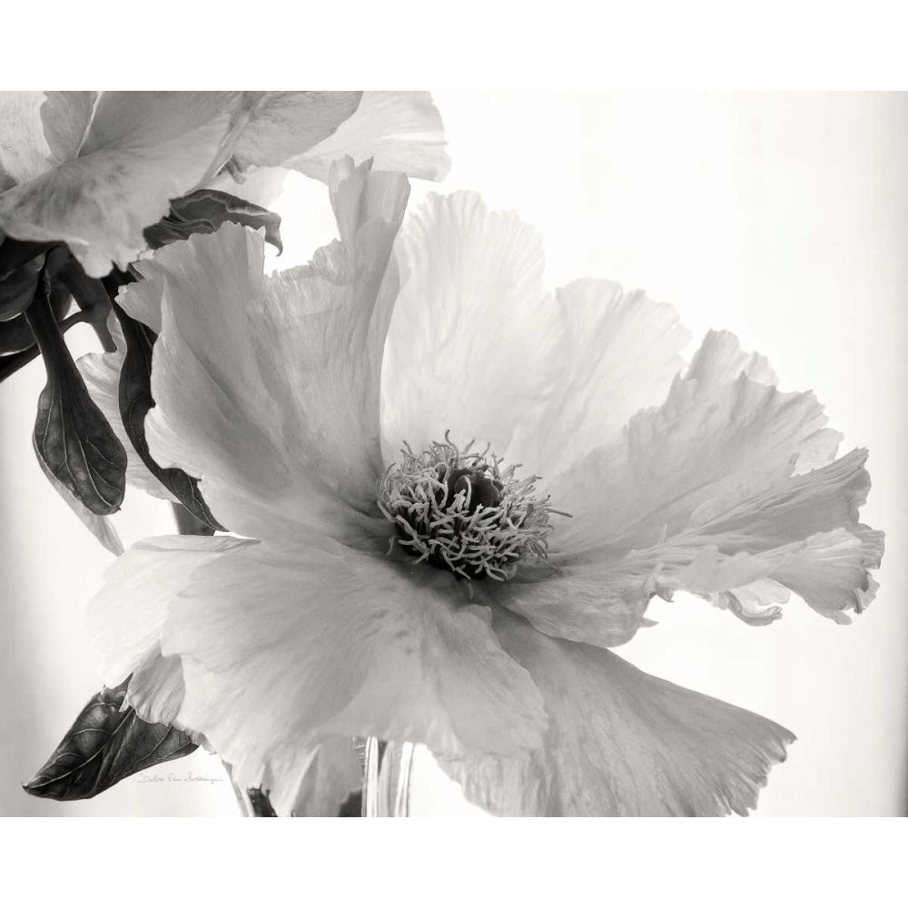 Translucent Peony VIBW Poster Print by Debra Van Swearingen-VARPDX32219HR Image 2