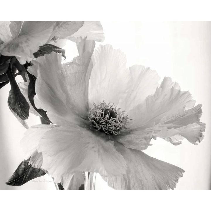 Translucent Peony VIBW Poster Print by Debra Van Swearingen-VARPDX32219HR Image 1