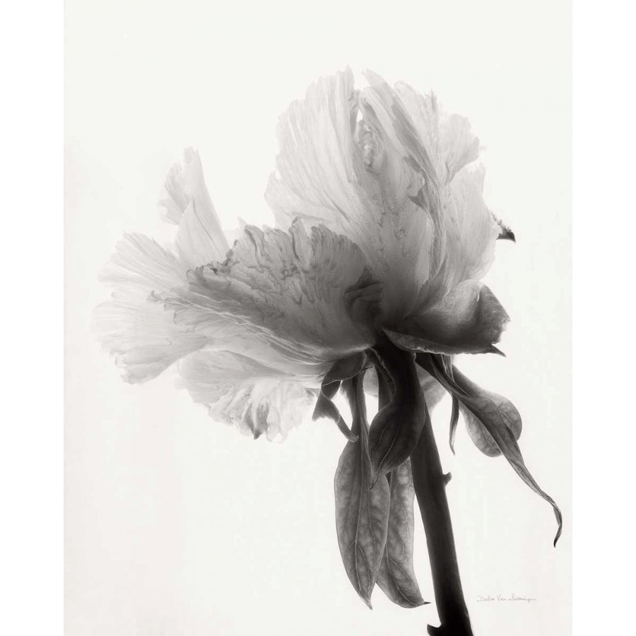 Translucent Peony VIIIBW Poster Print by Debra Van Swearingen-VARPDX32221 Image 1