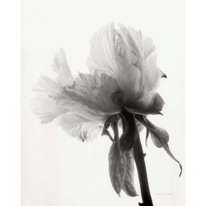 Translucent Peony VIIIBW Poster Print by Debra Van Swearingen-VARPDX32221 Image 2