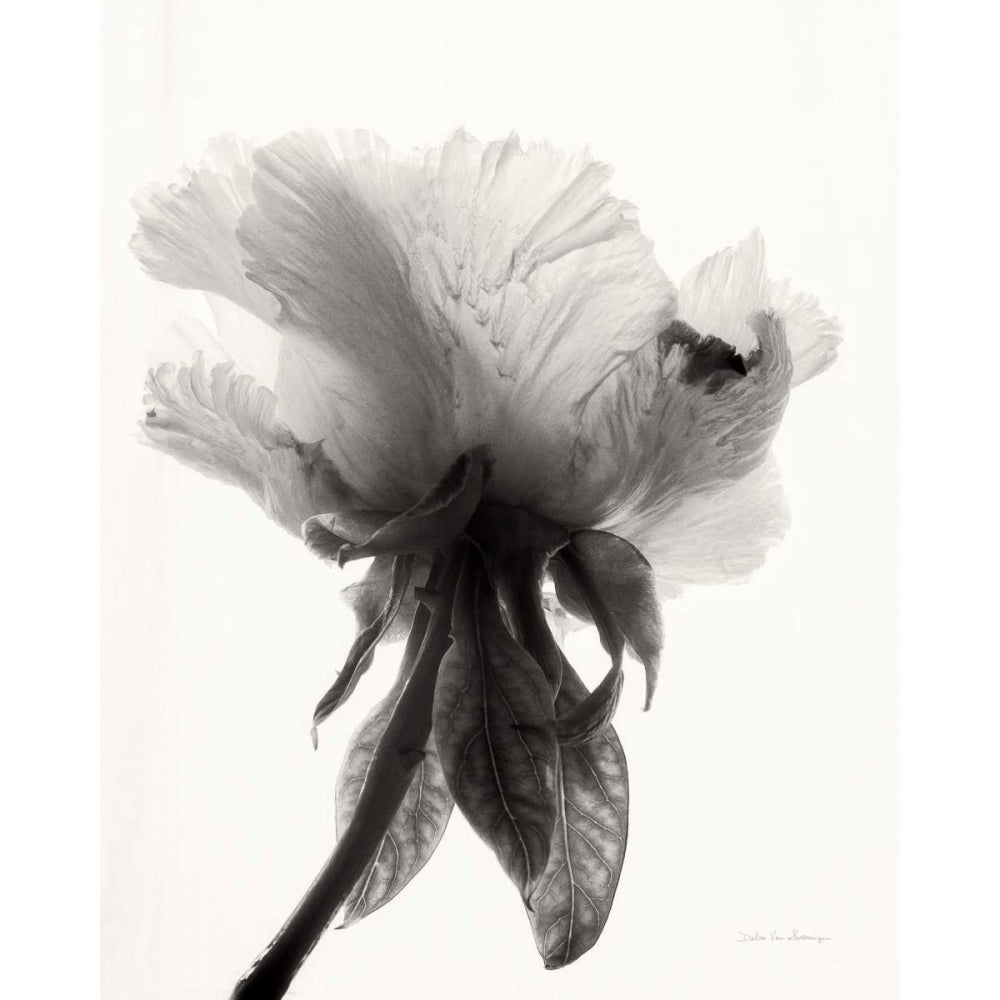 Translucent Peony VIIBW Poster Print by Debra Van Swearingen-VARPDX32220 Image 1