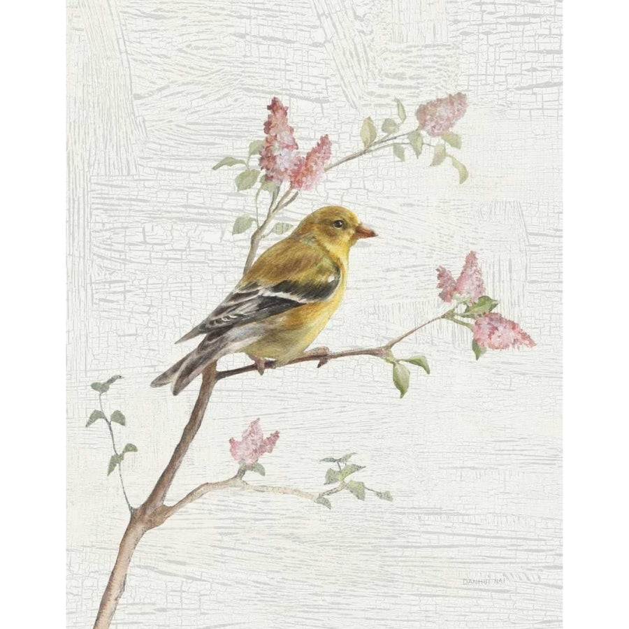 Female Goldfinch Vintage v2 Poster Print by Danhui Nai-VARPDX32265 Image 1