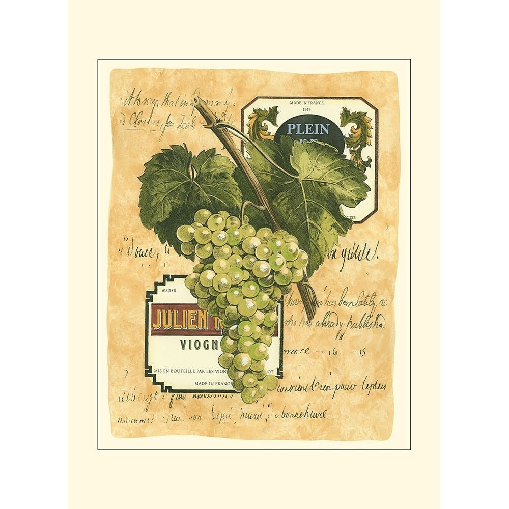 Small White Grapes I Poster Print - Studio Vision-VARPDX33107D Image 1