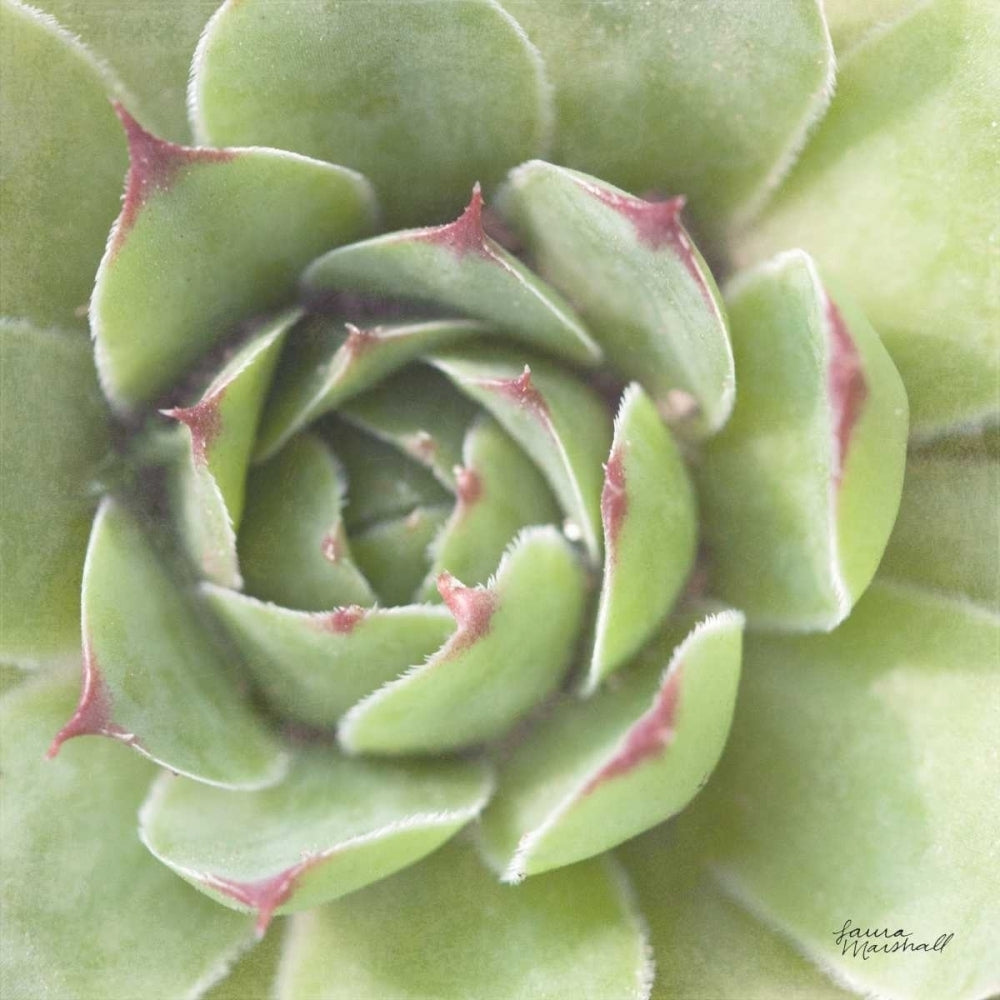 Garden Succulents II Color Poster Print by Laura Marshall-VARPDX33278HR Image 2