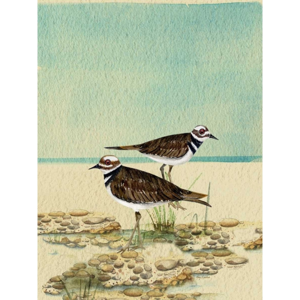 Killdeer By The Sea Poster Print by Mary Escobedo-VARPDX331ESC1910 Image 2