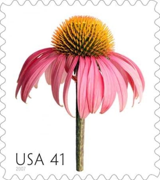 Coneflower Poster Print by US POSTAL SERVICE-VARPDX3355 Image 1