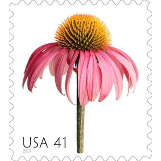 Coneflower Poster Print by US POSTAL SERVICE-VARPDX3355 Image 2