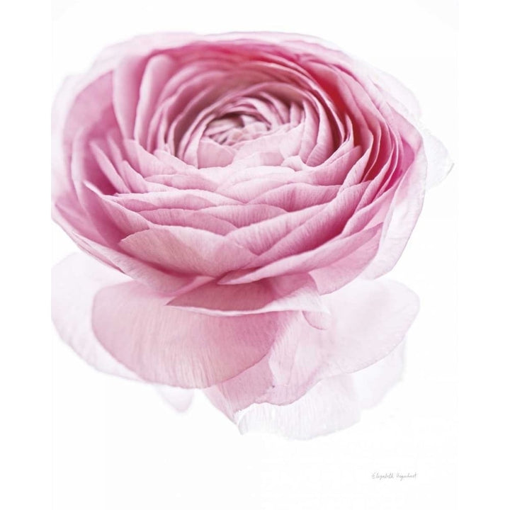 Pink Lady I Poster Print by Elizabeth Urquhart-VARPDX33334HR Image 2