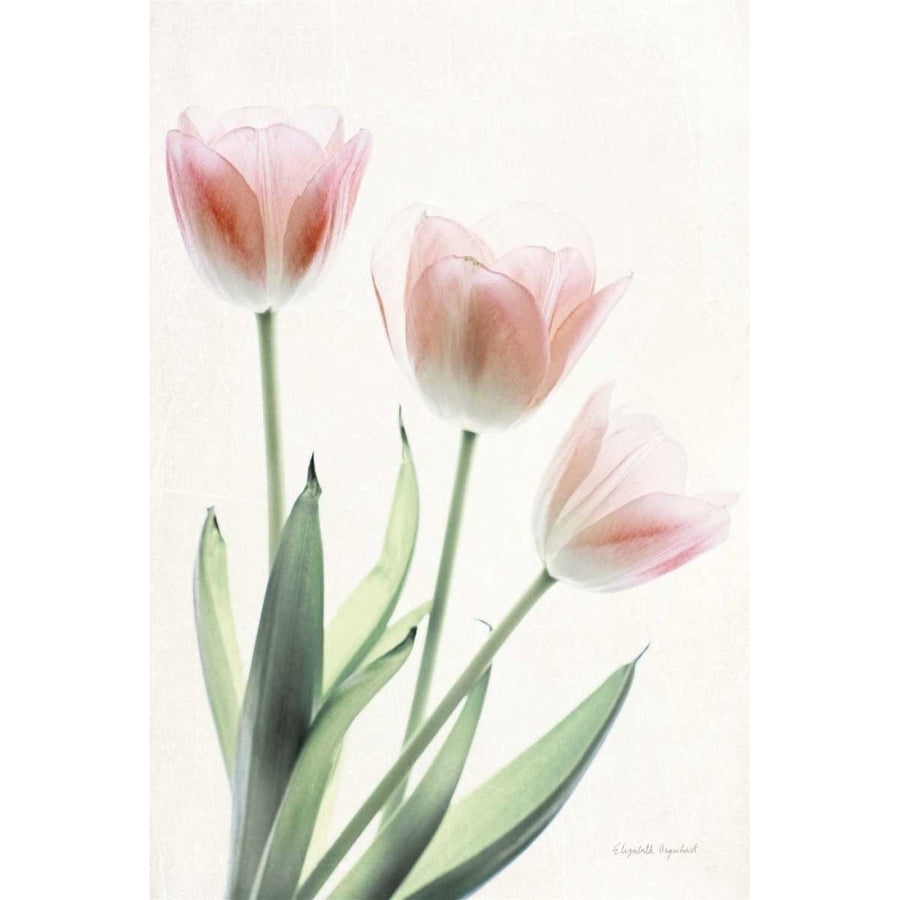 Light and Bright Floral II Poster Print by Elizabeth Urquhart-VARPDX33339HR Image 1