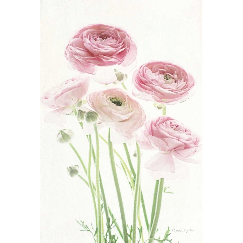 Light and Bright Floral V Poster Print by Elizabeth Urquhart-VARPDX33342HR Image 2