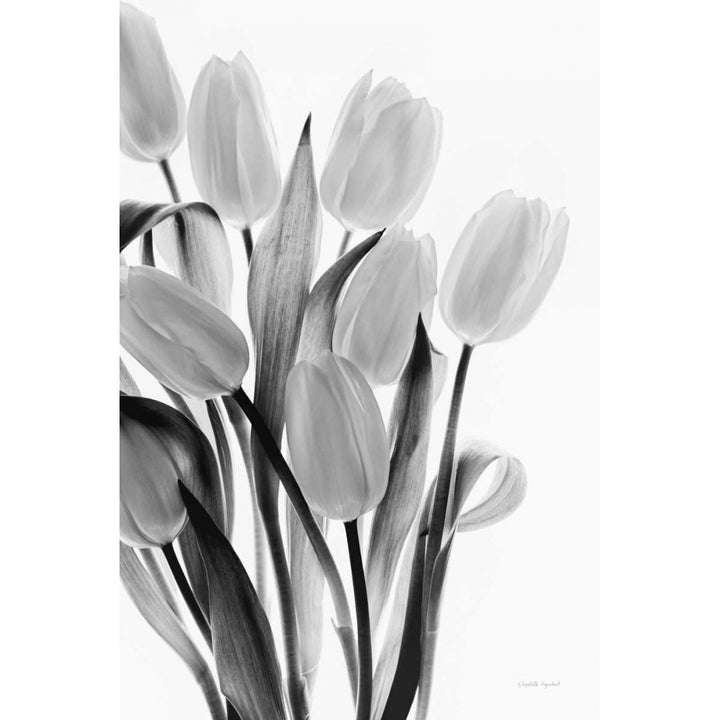 Shadows and Light II Poster Print by Elizabeth Urquhart-VARPDX33351HR Image 1