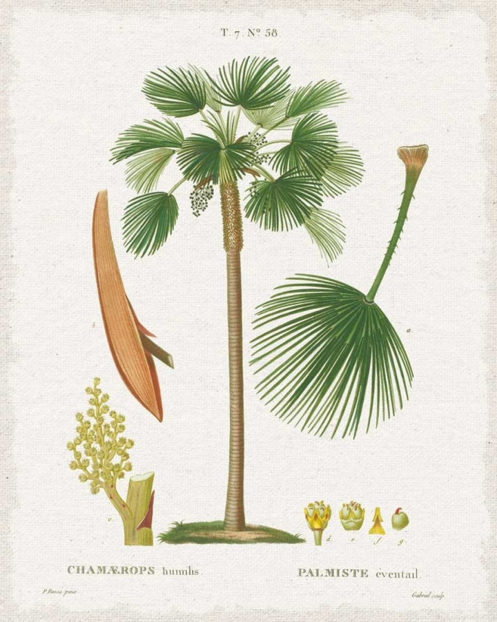 Island Botanicals I Poster Print by Wild Apple Portfolio-VARPDX33415HR Image 1