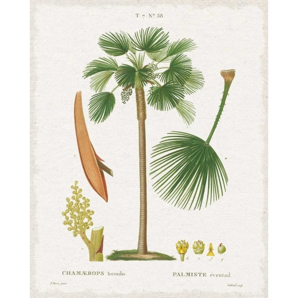 Island Botanicals I Poster Print by Wild Apple Portfolio-VARPDX33415HR Image 2