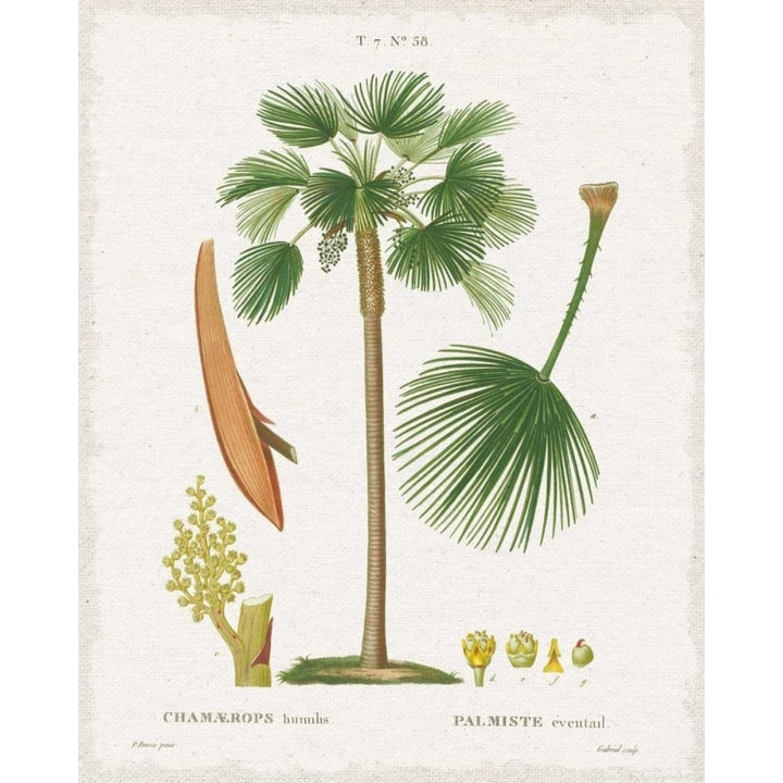 Island Botanicals I Poster Print by Wild Apple Portfolio-VARPDX33415HR Image 1