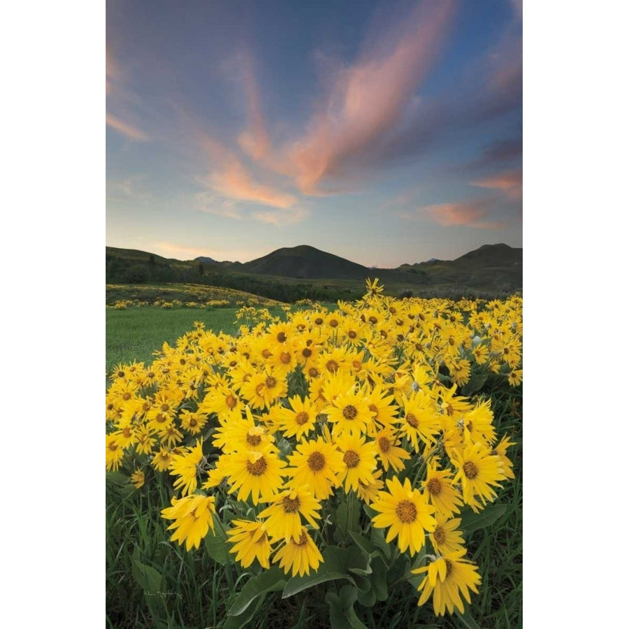 Methow Valley Wildflowers I Poster Print by Alan Majchrowicz-VARPDX33790HR Image 1