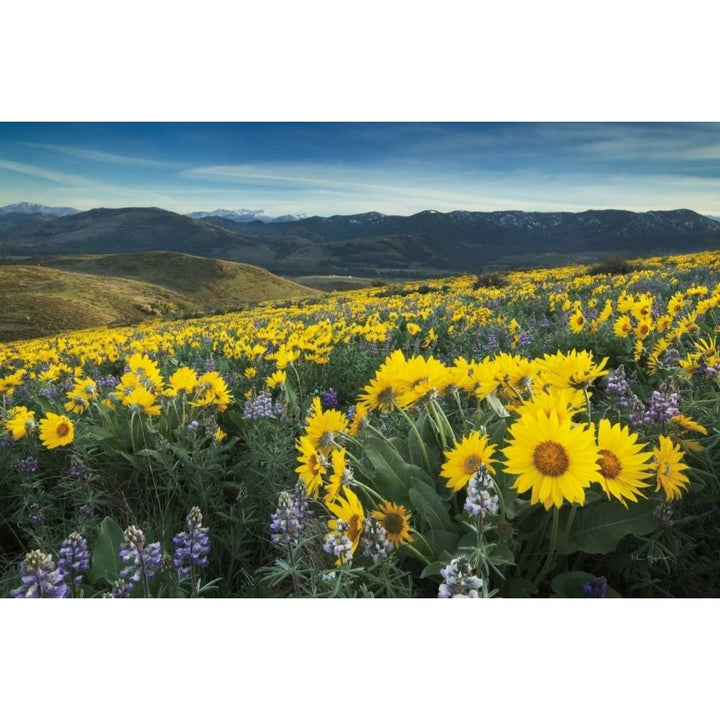 Methow Valley Wildflowers IV Poster Print by Alan Majchrowicz-VARPDX33793HR Image 1