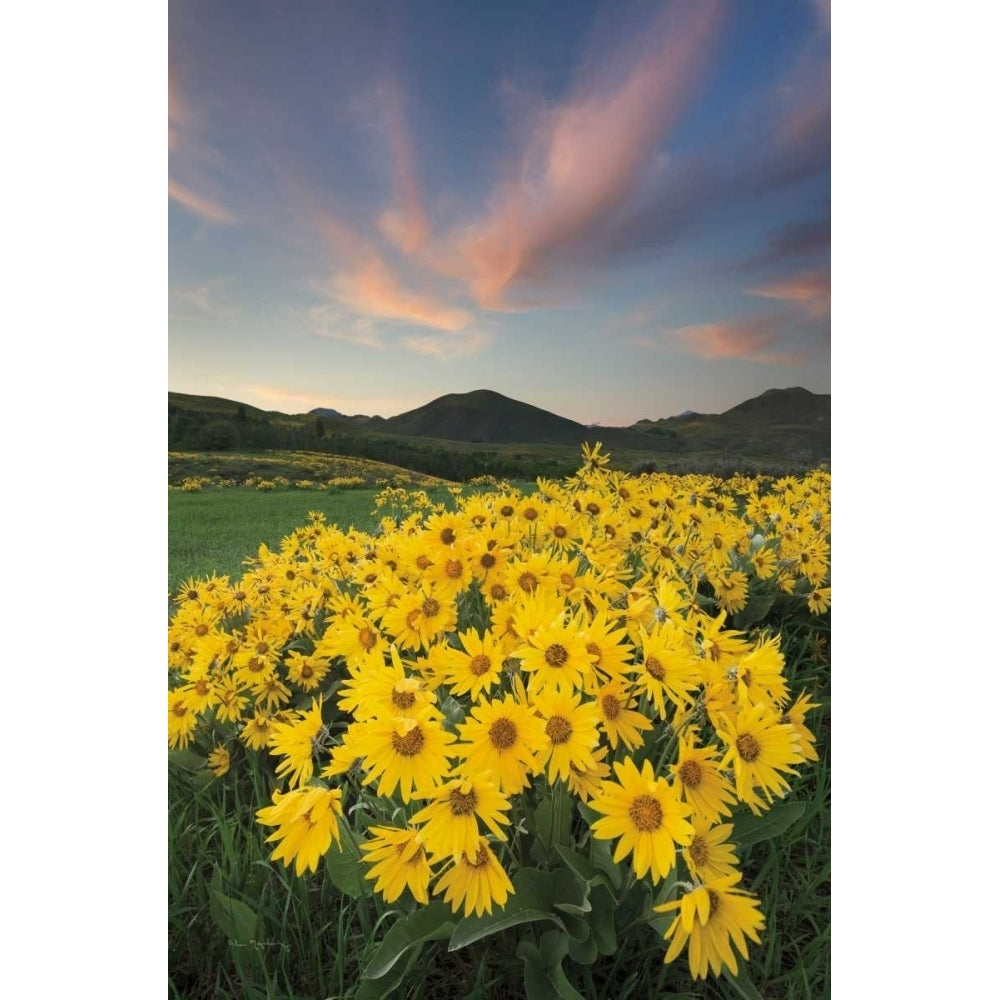 Methow Valley Wildflowers I Poster Print by Alan Majchrowicz-VARPDX33790HR Image 2