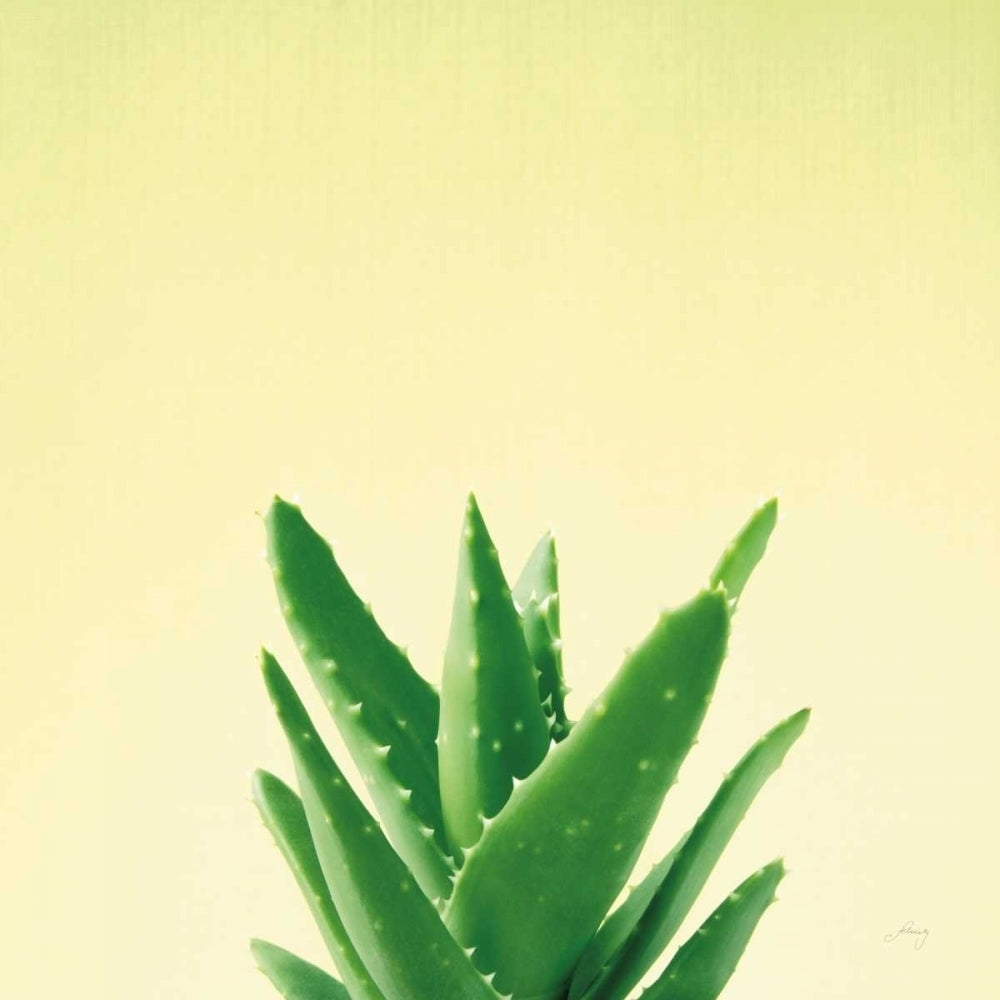 Succulent Simplicity V Poster Print by Felicity Bradley-VARPDX33838 Image 1