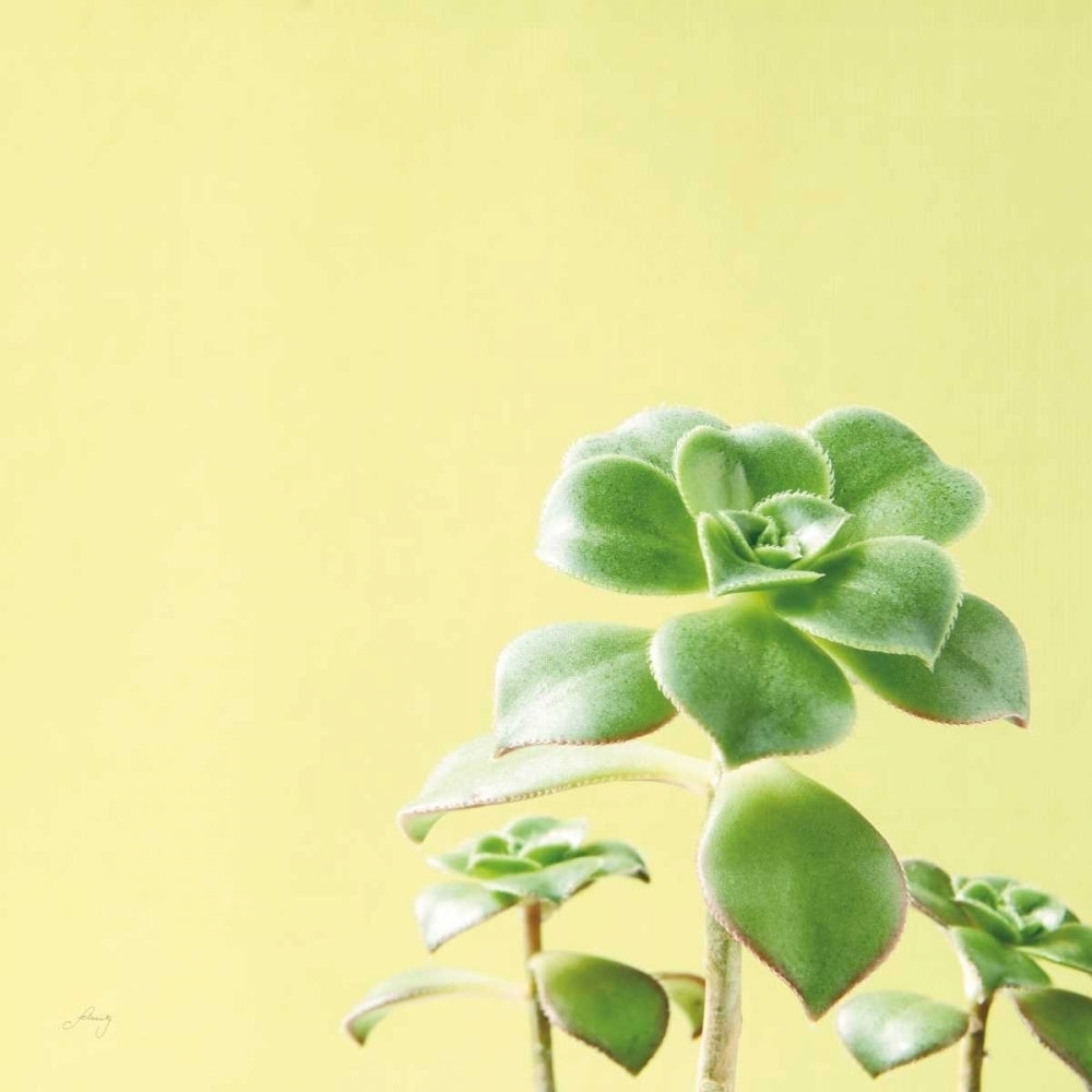 Succulent Simplicity X Poster Print by Felicity Bradley-VARPDX33843 Image 2