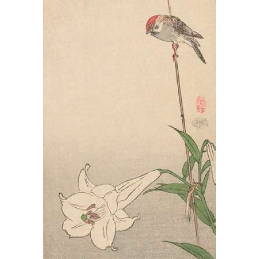 Small bird on lily plant. 1893 Poster Print by Baison -VARPDX341153 Image 2