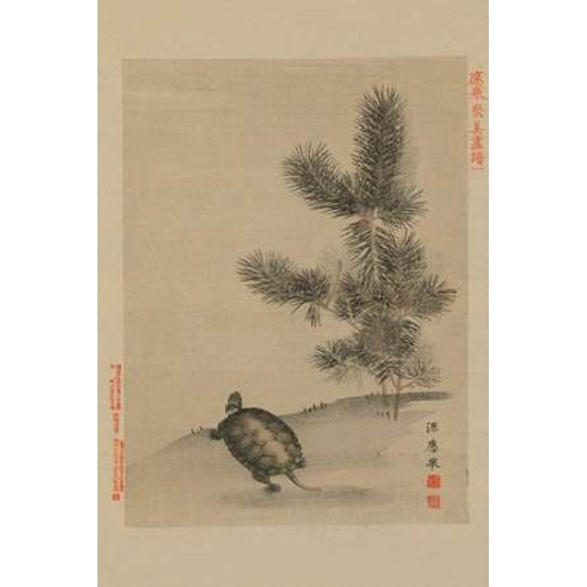 Turtle Poster Print by Unknown -VARPDX342915 Image 1