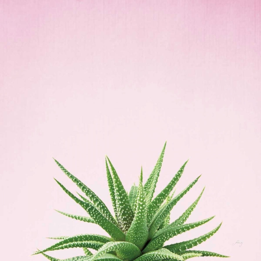 Succulent Simplicity I on Pink Poster Print by Felicity Bradley-VARPDX34348 Image 1