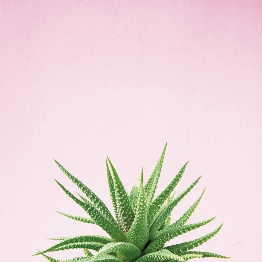 Succulent Simplicity I on Pink Poster Print by Felicity Bradley-VARPDX34348 Image 2