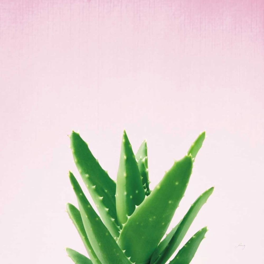 Succulent Simplicity V on Pink Poster Print by Felicity Bradley-VARPDX34350 Image 1