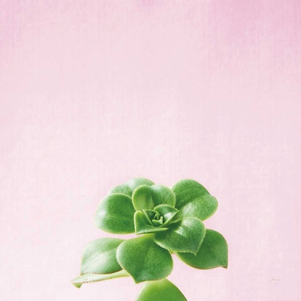 Succulent Simplicity VII on Pink Poster Print by Felicity Bradley-VARPDX34351 Image 2