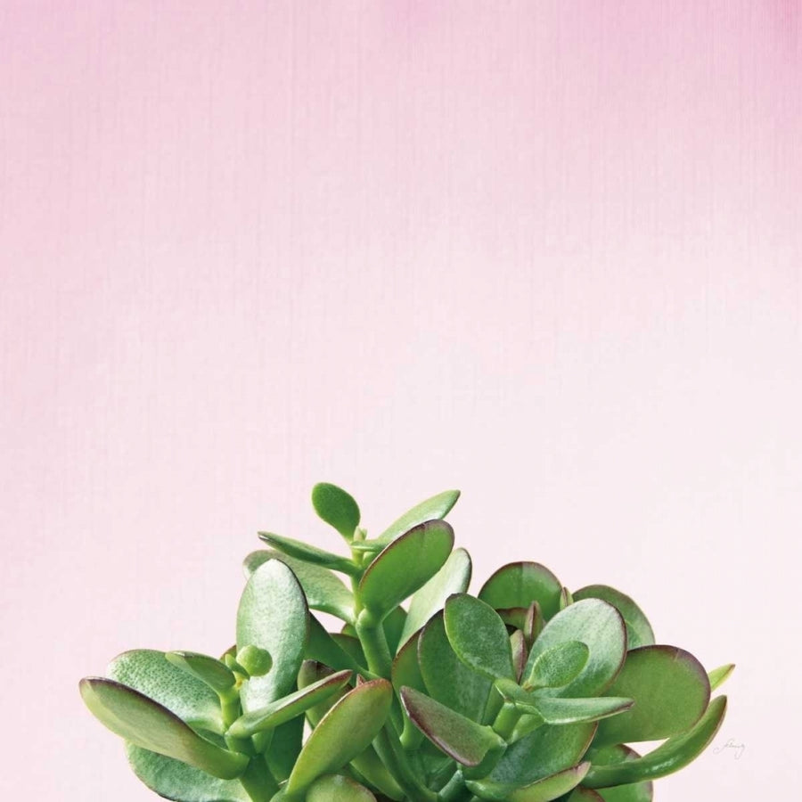 Succulent Simplicity III on Pink Poster Print by Felicity Bradley-VARPDX34349 Image 1