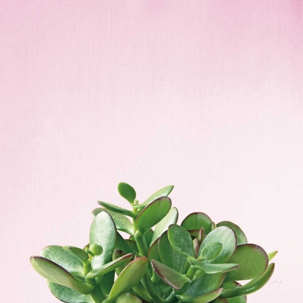 Succulent Simplicity III on Pink Poster Print by Felicity Bradley-VARPDX34349 Image 2