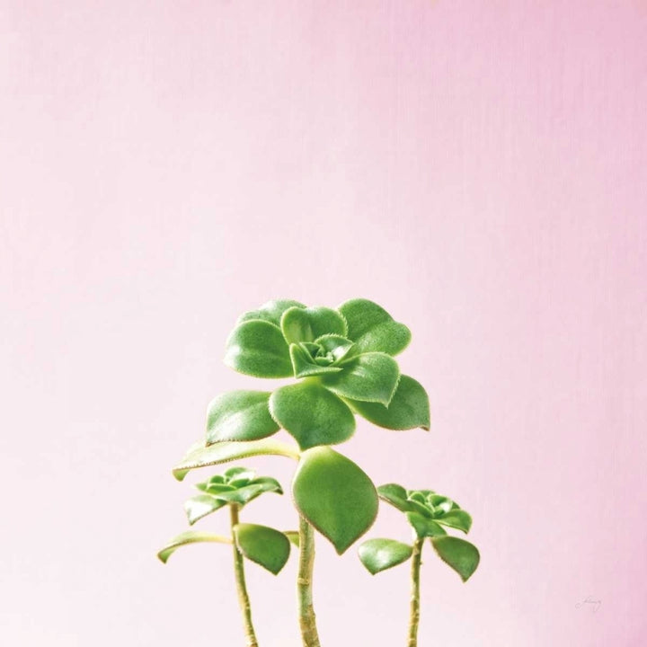 Succulent Simplicity IX on Pink Poster Print by Felicity Bradley-VARPDX34352 Image 1