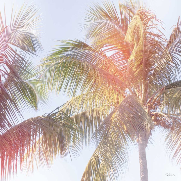 Dream Palm III Poster Print by Sue Schlabach-VARPDX34380HR Image 1