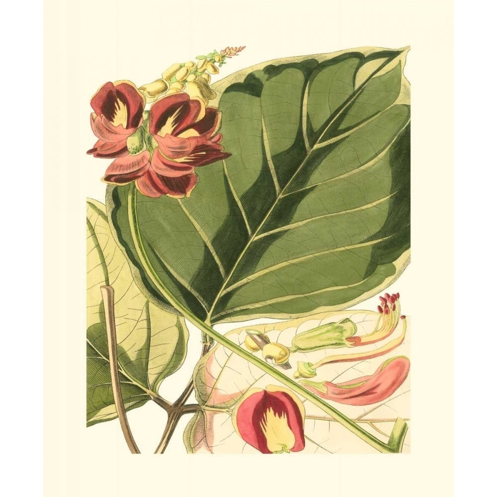 Fantastical Botanical I Poster Print - Studio Vision-VARPDX3477Z Image 1