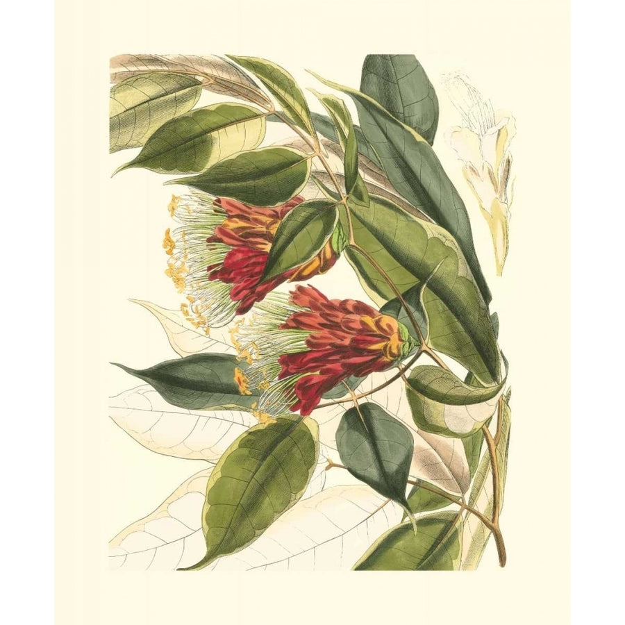 Fantastical Botanical II Poster Print - Studio Vision-VARPDX3478Z Image 1