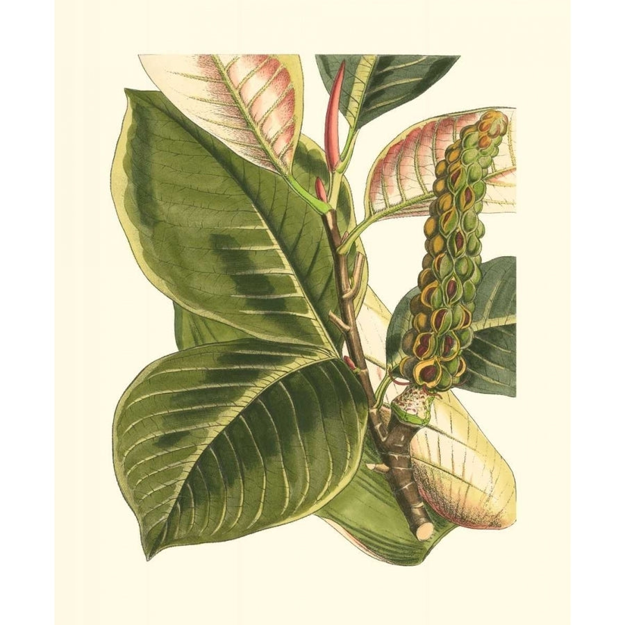 Fantastical Botanical IV Poster Print - Studio Vision-VARPDX3480Z Image 1