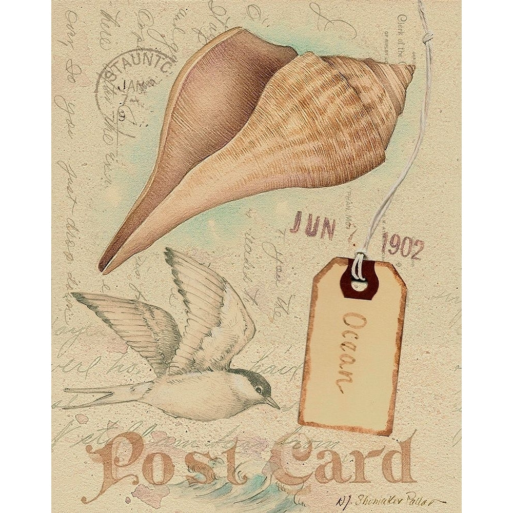 Postcard Shells IV Poster Print - Nancy S. Pallan-VARPDX34971D Image 1