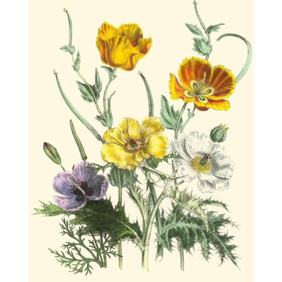 Summer Flowers II Poster Print - Unknown-VARPDX35445D Image 1