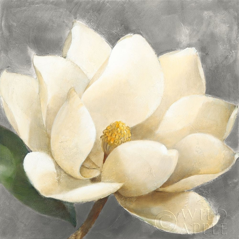 Magnolia Blossom On Gray Poster Print by Albena Hristova-VARPDX35734 Image 1