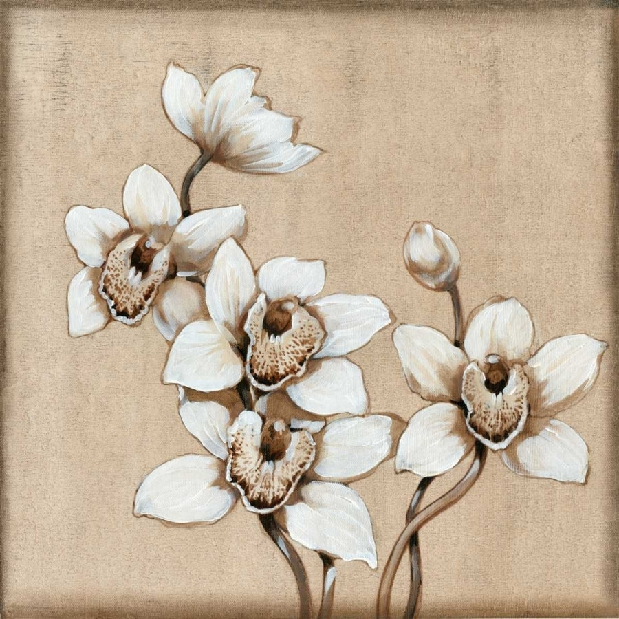 White Orchid I Poster Print - Tim OToole-VARPDX35903D Image 1