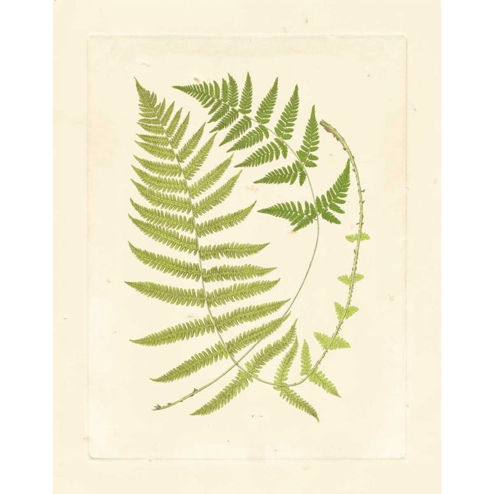 Ferns with Platemark V Poster Print - Studio Vision-VARPDX36039D Image 1