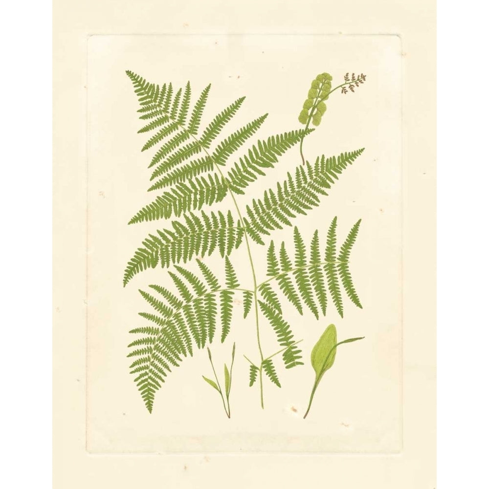 Ferns with Platemark I Poster Print - Studio Vision-VARPDX36035D Image 1