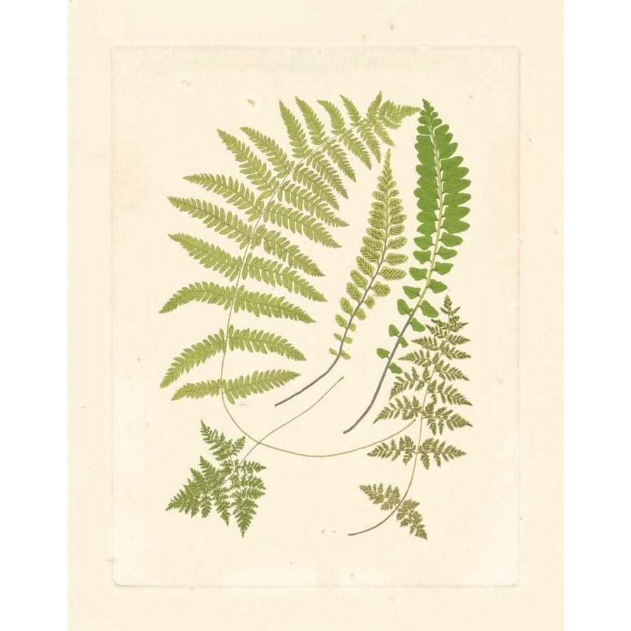 Ferns with Platemark II Poster Print - Studio Vision-VARPDX36036D Image 1