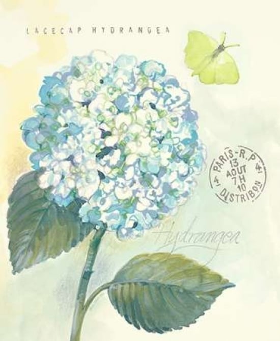 Claires Garden Hydrangea Poster Print by Elissa Della-Piana-VARPDX360DEL1017CI Image 1